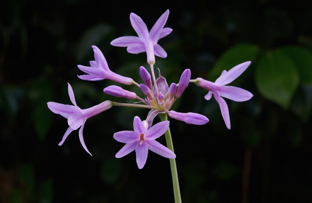 I fiori di una Tulbaghia violacea in primo piano (Wouter Hagens)