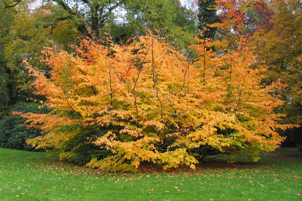 La Parrotia persica fiorisce in febbraio
