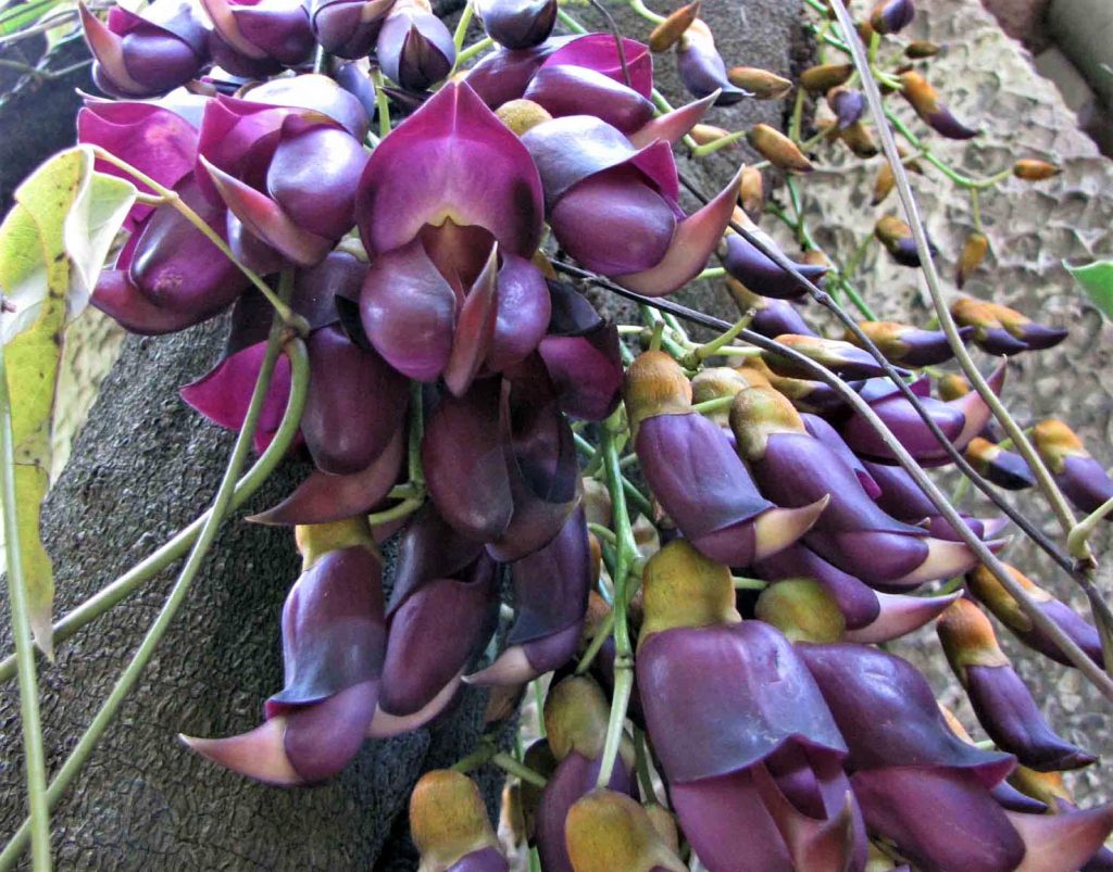 Un esemplare di Mucuna sempervirens al Wuhan Botanical Garden, Cina (HQ)