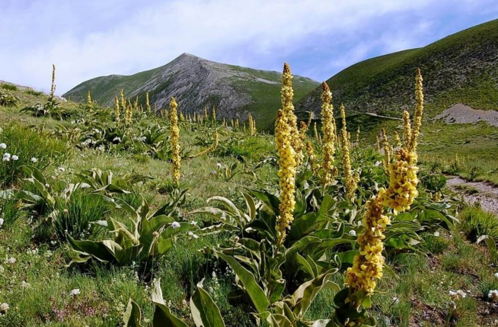 Un campo