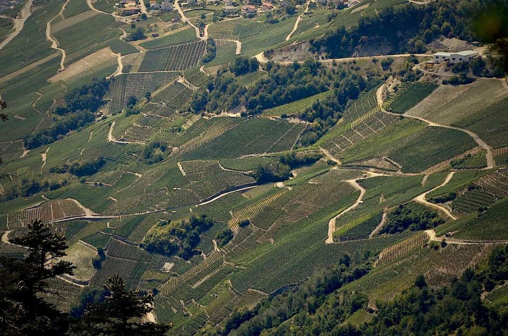 Vigneti