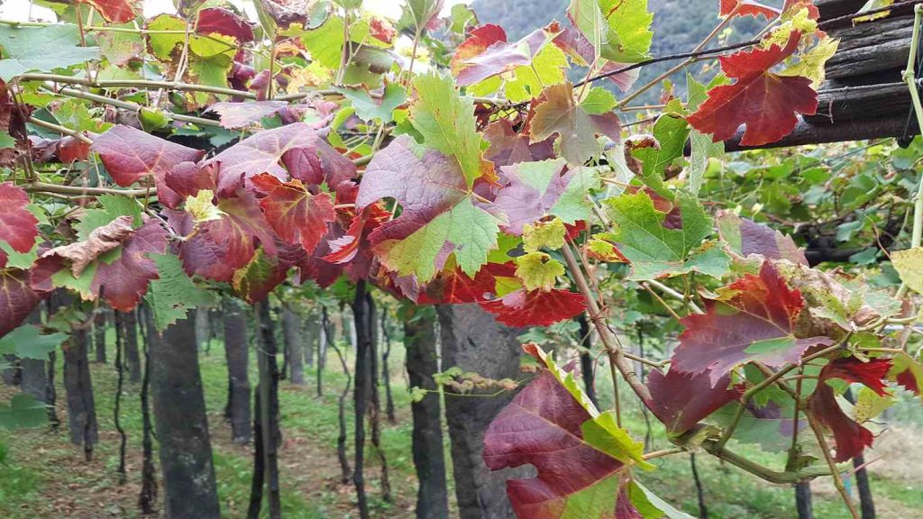 Flavescenza dorata (Servizio fitosanitario cantonale)