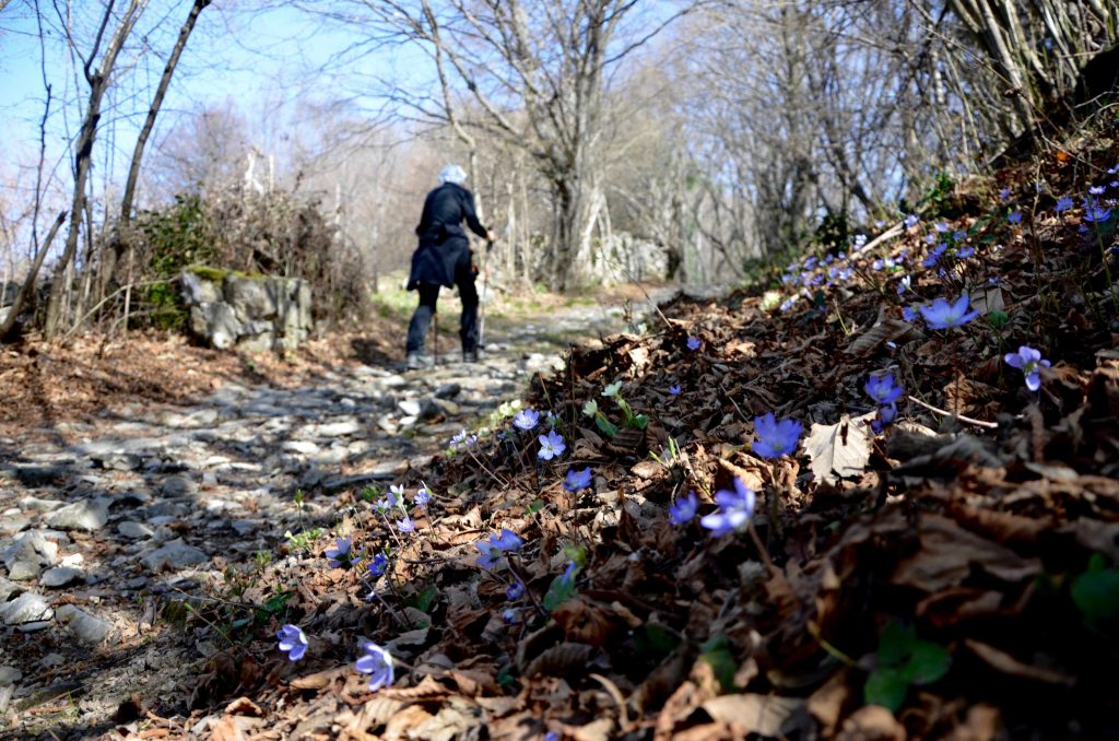 Il sentiero sale tra un tappeto di fiori