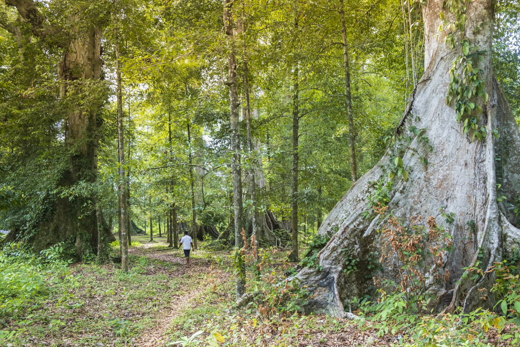 Foresta di alberi di noce moscata (Keystone)
