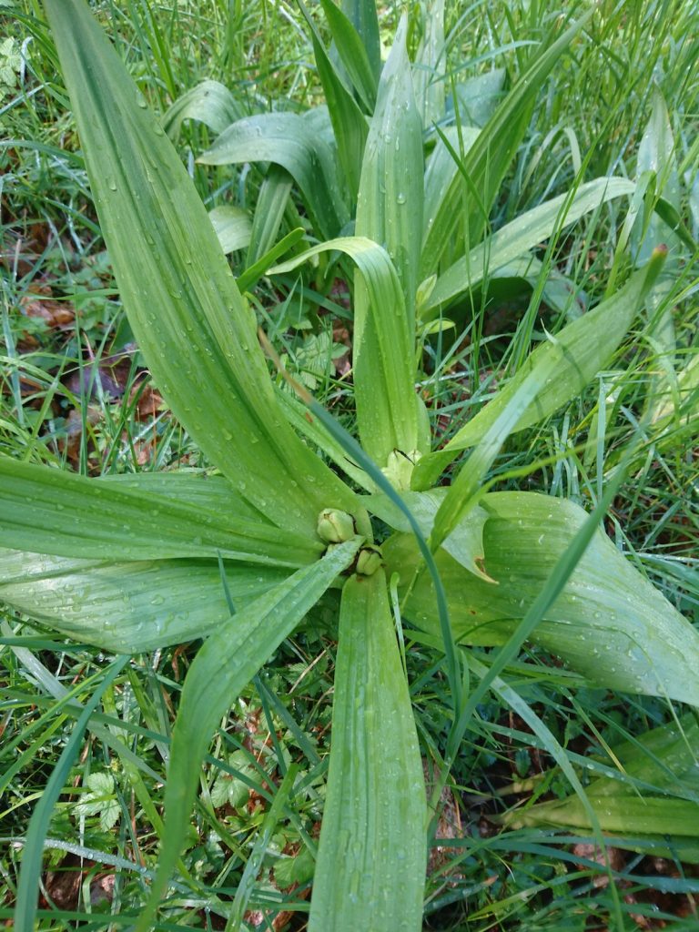 Foglie di Colchico