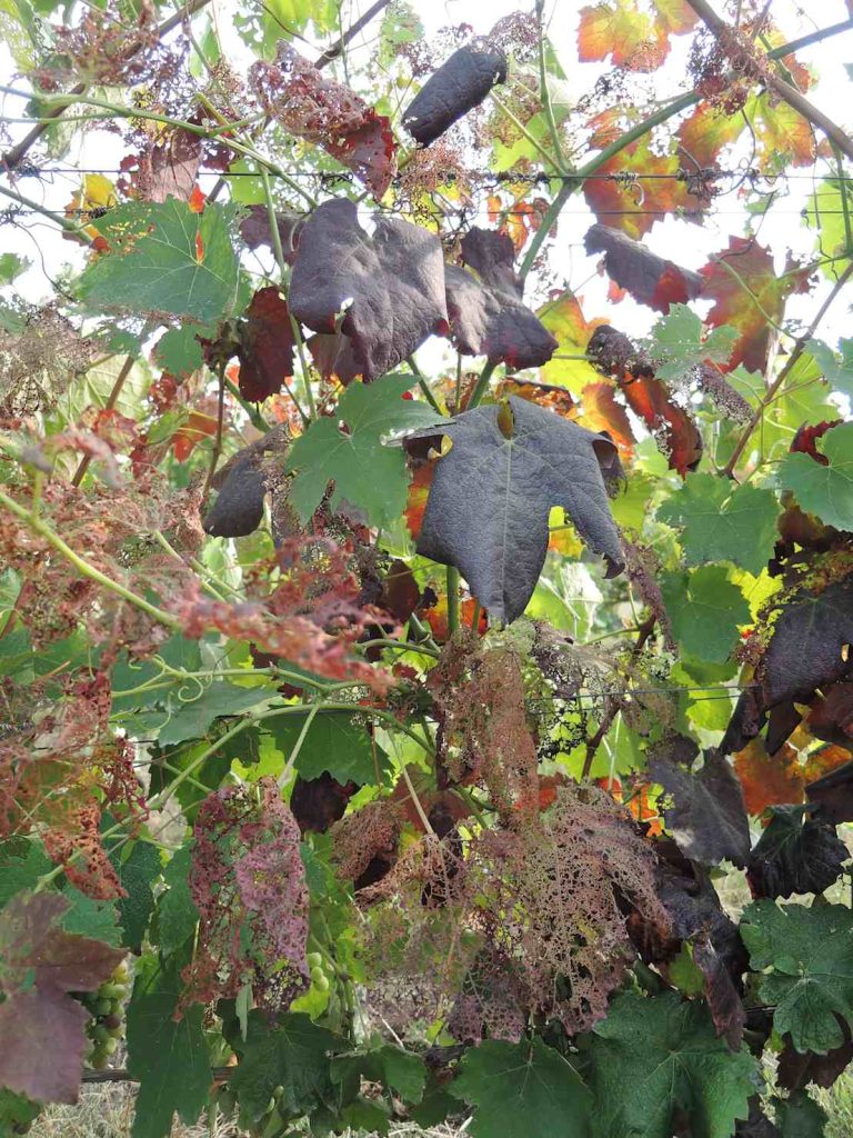 Flavescenza dorata e Popillia (Servizio fitosanitario cantonale)