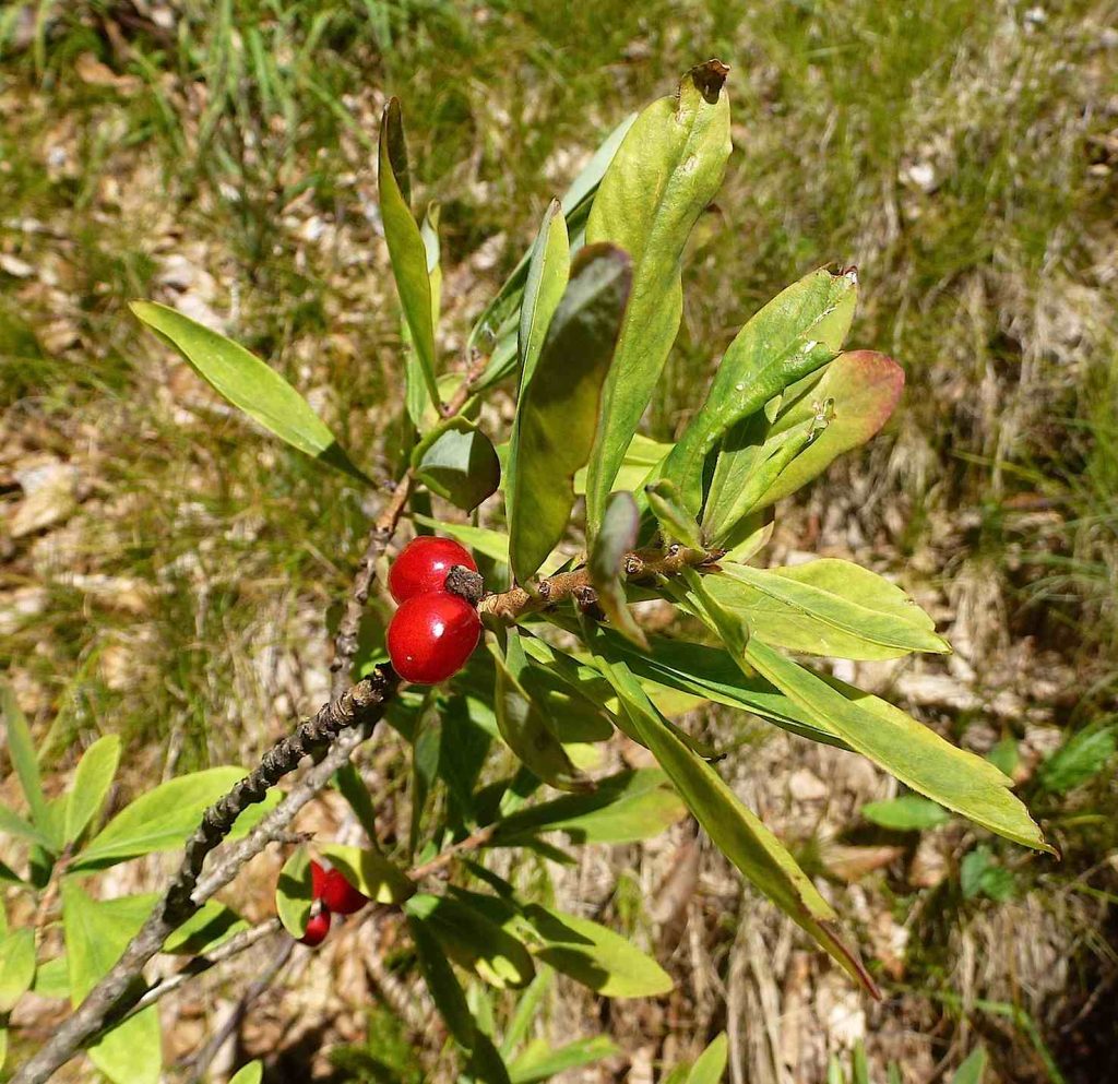Daphne Mezereum Fructi