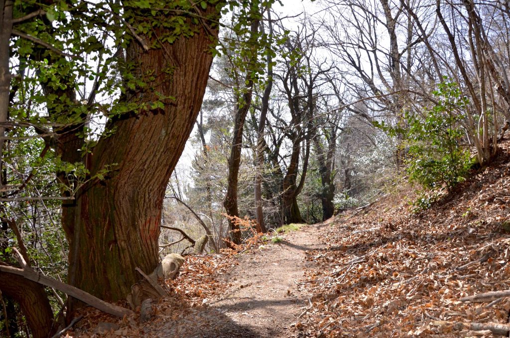 Il sentiero bordato di alberi monumentali