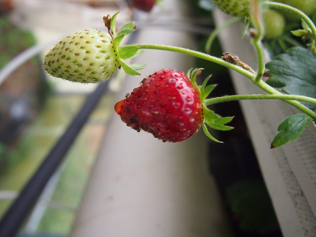 Drosophila suzukii su fragola (Servizio fitosanitario cantonale)