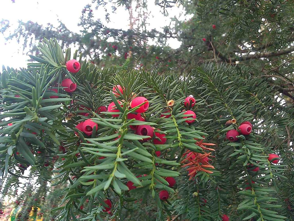 Taxus Baccata