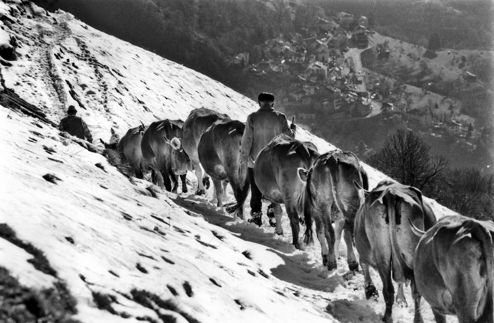 Rientro alle stalle, Roncapiano, 1994 (Giovanni Luisoni)
