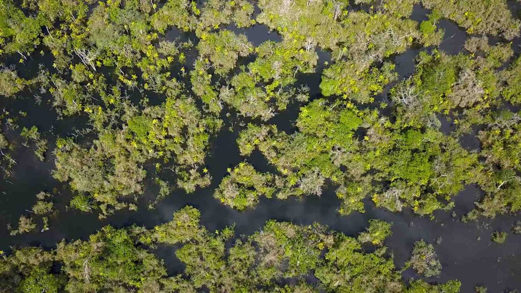 Amazzonia, vista aerea (Flying Rivers Amazonia)