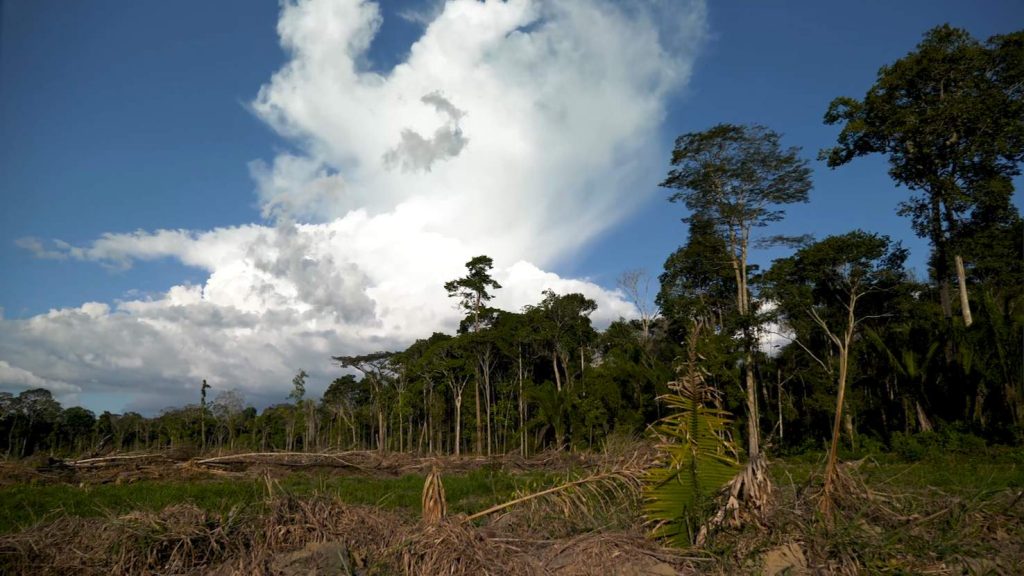 Amazzonia, deforestazione (NVP3D Philippe Nicolet)