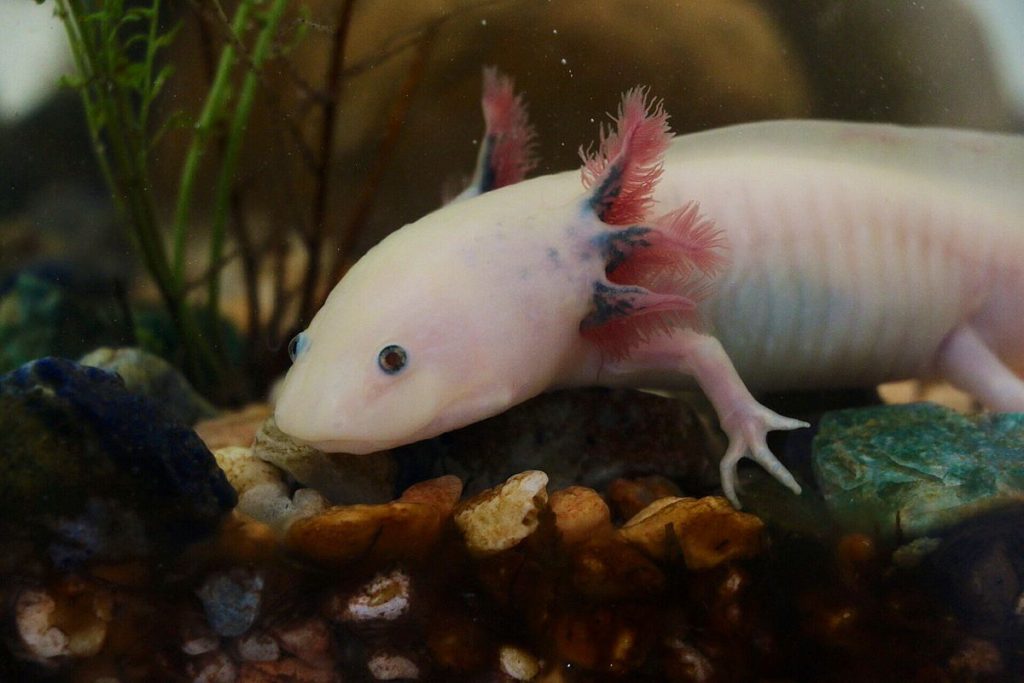 Un esemplare di nientemeno che Axolotl ambystoma mexicanum (wikipedia)