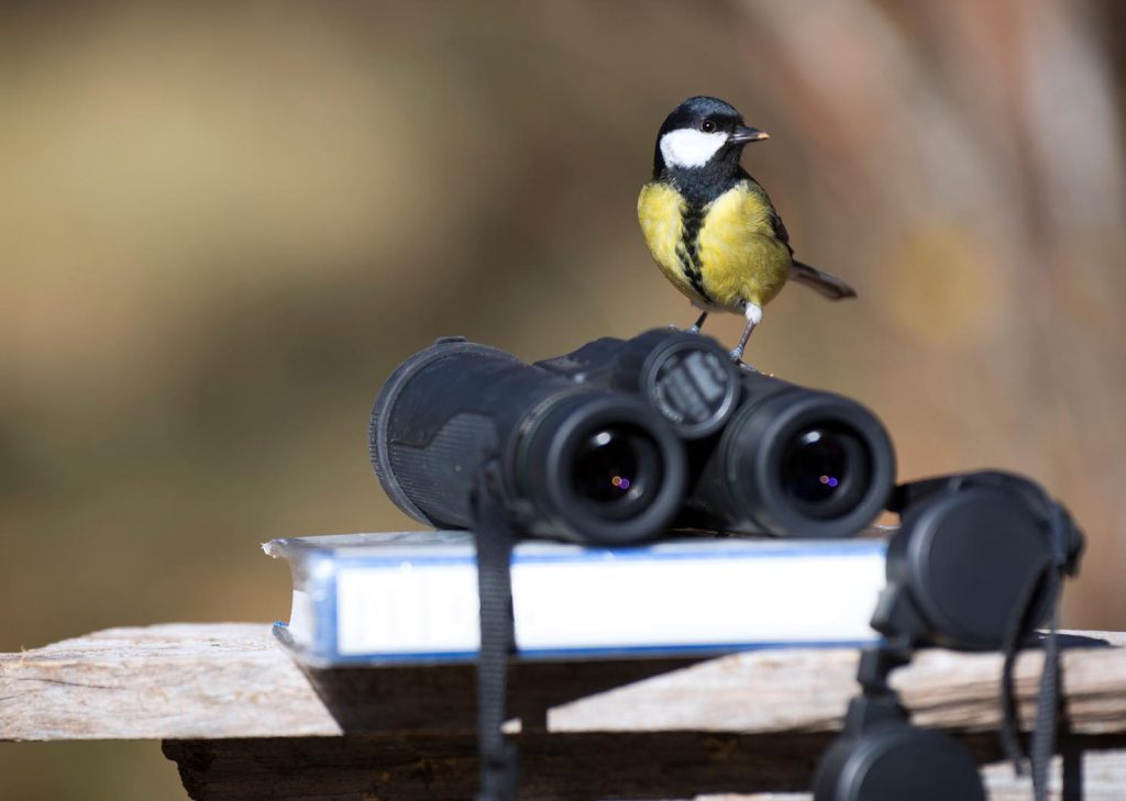 Una cinciallegra sul binocolo (BirdLife)