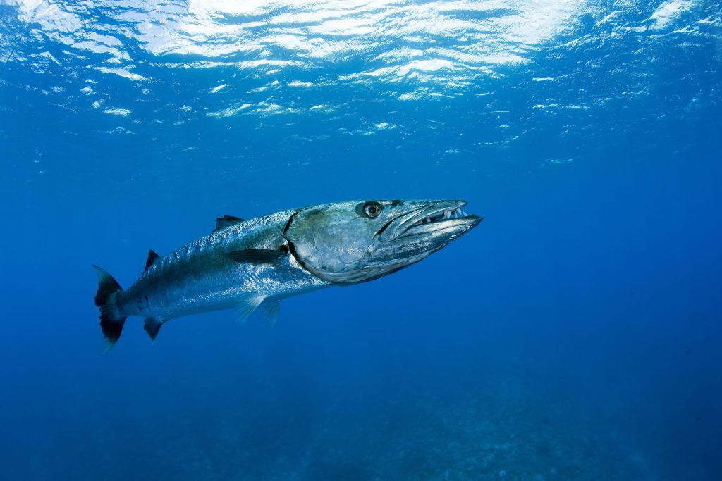 Il Barracuda, discendente diretto del Saurichtis, 239 milioni di anni dopo