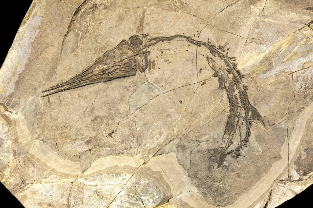 Il Saurichtis Curionii, antico predatore marino