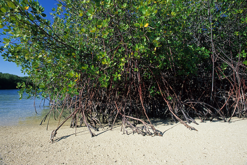 Foresta di mangrovie e spiaggia di sabbia, isole dell’arcipelago di Komodo, Parco Nazionale di Komodo, Indonesia, Oceano Pacifico (Franco Banfi)