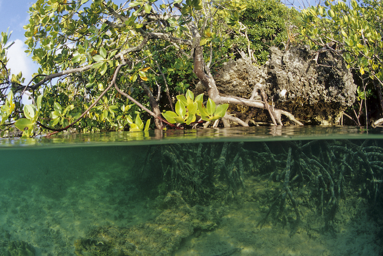 Alberi di mangrovia all’interno della laguna, Atollo di Aldabra, Sito Patrimonio Naturale dell’Umanità, Seychelles, Oceano Indiano (Franco Banfi)