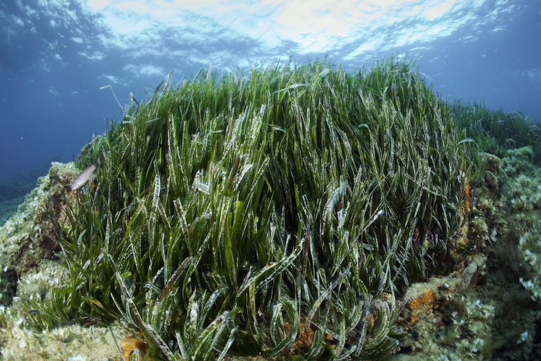Praterie di fanerogame, Posidonia Oceanica, Santa Teresa, Sardegna, Italia, Mar Tirreno, Mediterranea (Franco Banfi)
