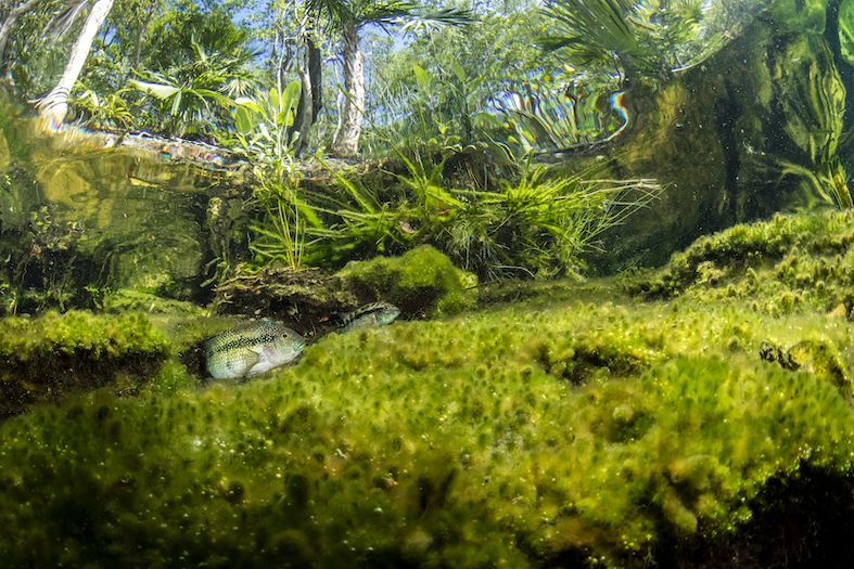 Pesci d'acqua dolce, Ciclidi tra piante acquatiche e foglie, nel cenote dell'Eden. Quintana Roo, penisola dello Yucatan, Messico (Franco Banfi)