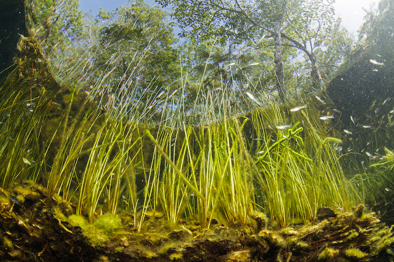 Le piante sottomarine si mescolano con le piante terrestri nel cenote El Eden (Messico). Conosciuto anche come Ponderosa (Franco Banfi)