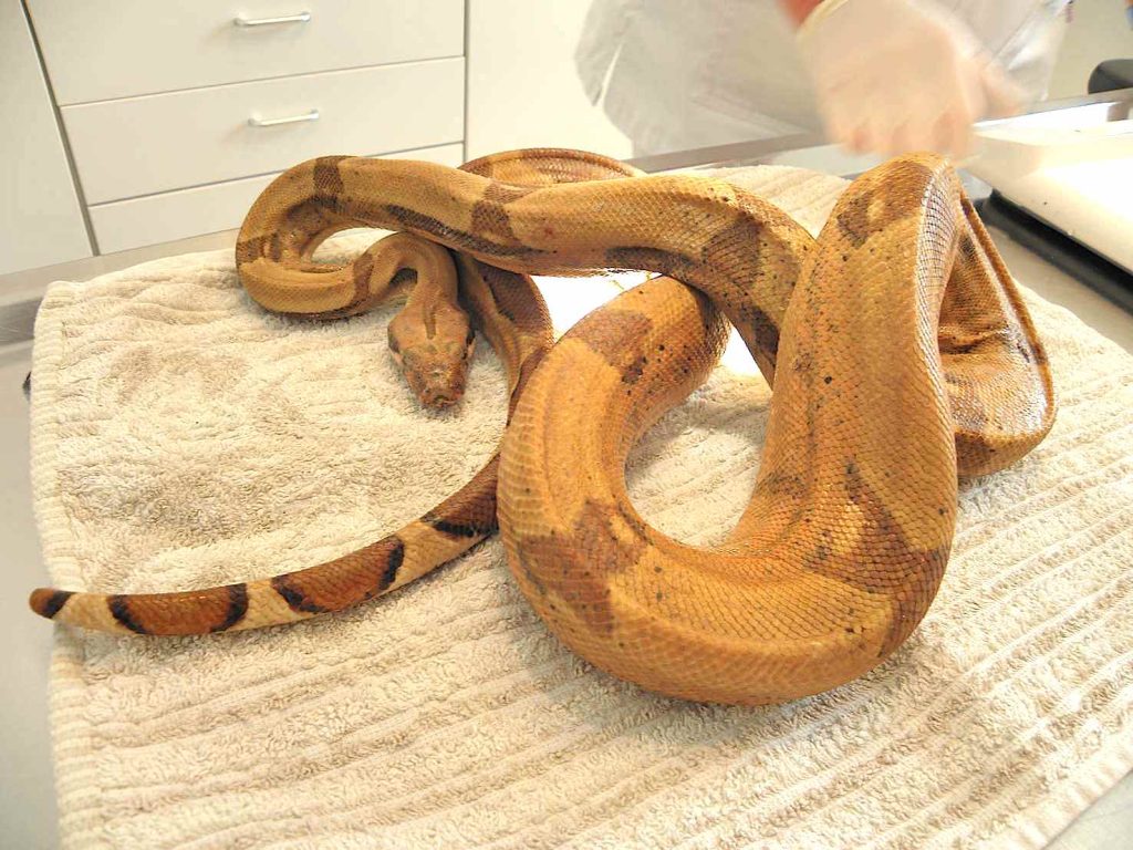 Boa ritrovato ad Arogno (Emanuele Besomi, Società protezione animali Bellinzona)