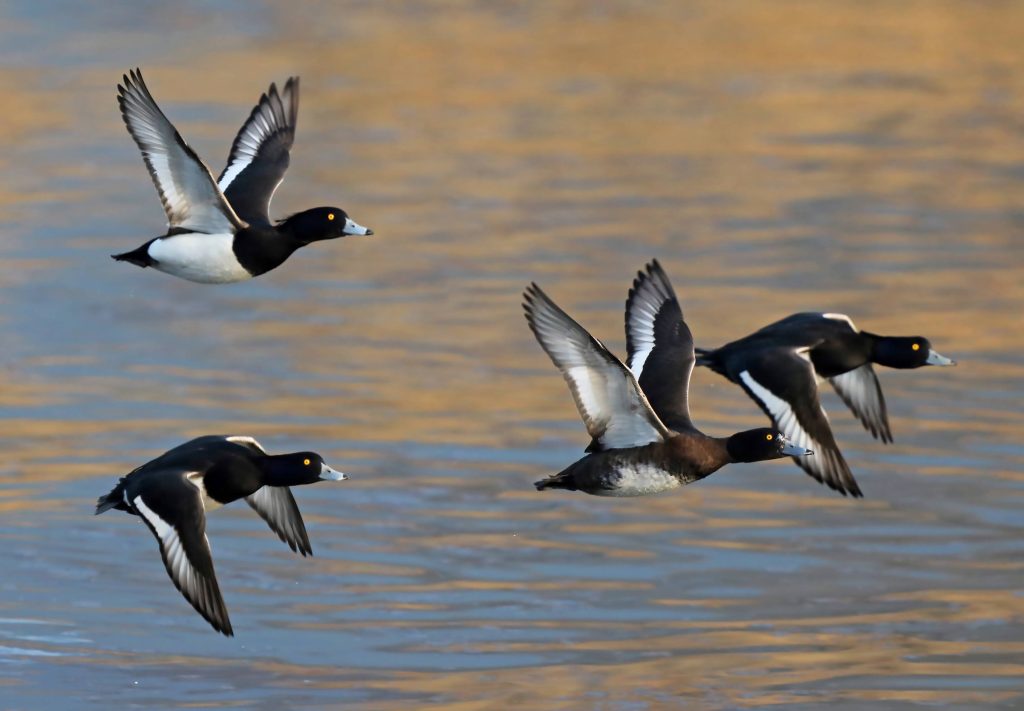 Morette in volo, marzo (Gianni Marcolli)