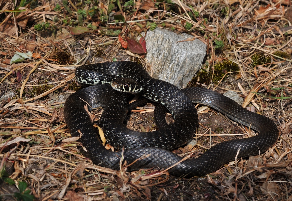 Femmina di biacco  anche noto con il nome di «scorson», scientificamente: Hierophis viridifalvus (Grégoire Meier)