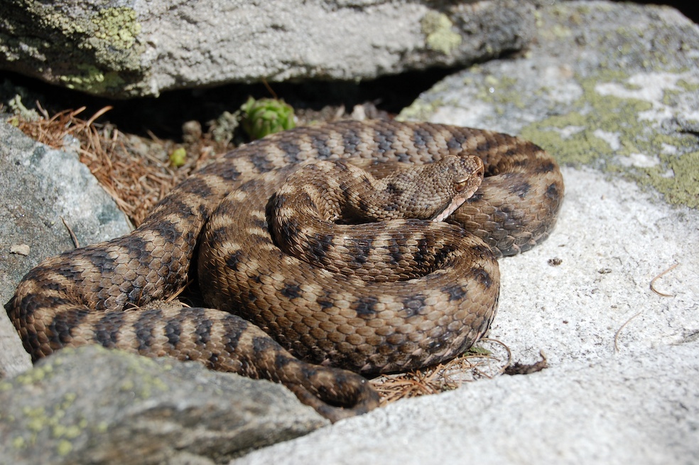 Un esemplare femmina di Vipera aspis atra (Grégoire Meier)