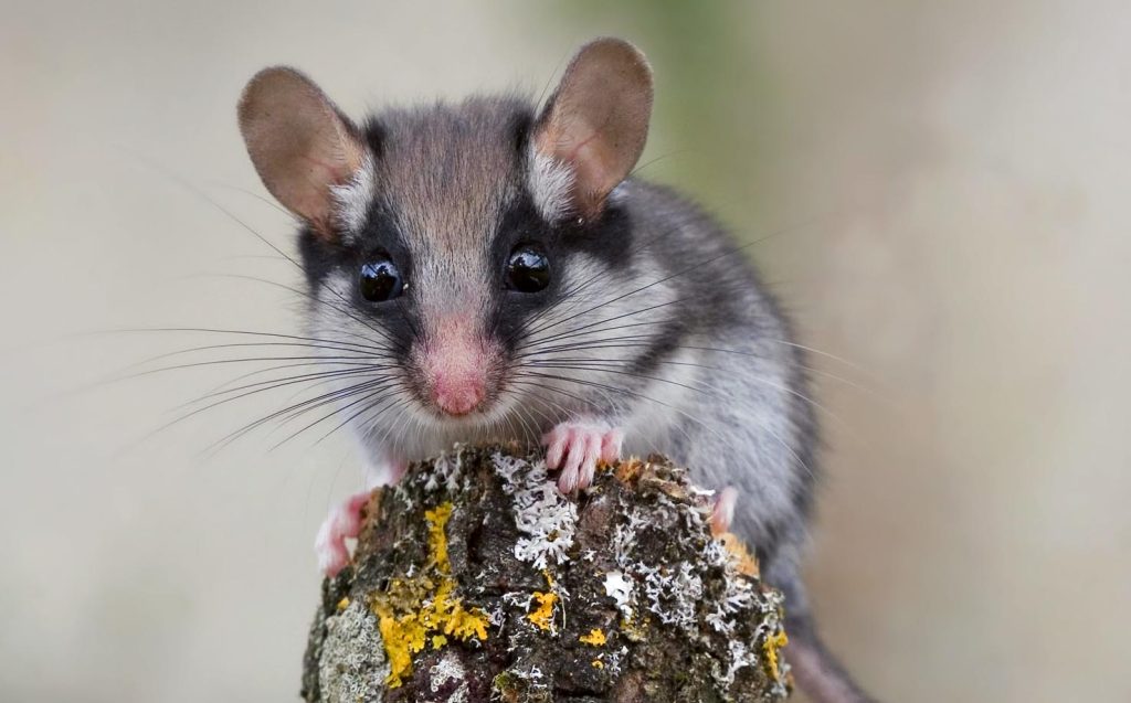 Un esemplare di quercino (Pro Natura)