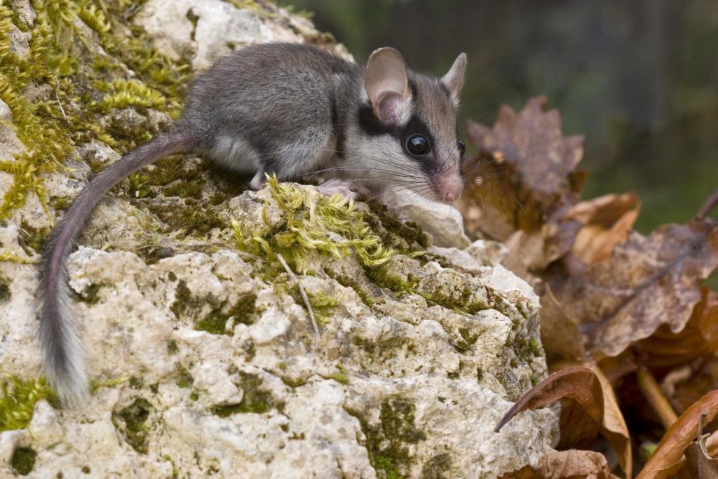 Un esemplare di quercino (Pro Natura)