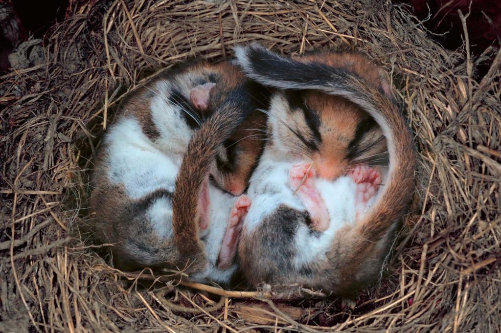 Una coppia di cuccioli di quercini (Pro Natura)