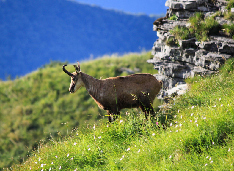 Un camoscio del Monte Generoso. (Pier B.)