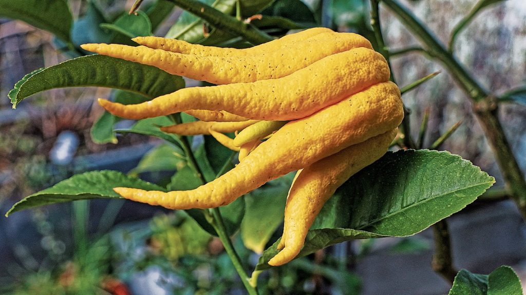 Un esemplare di Citrus medica var. sarcodactylus, più conosciuto come «mano di Buddha» (Burkhard Mücke)