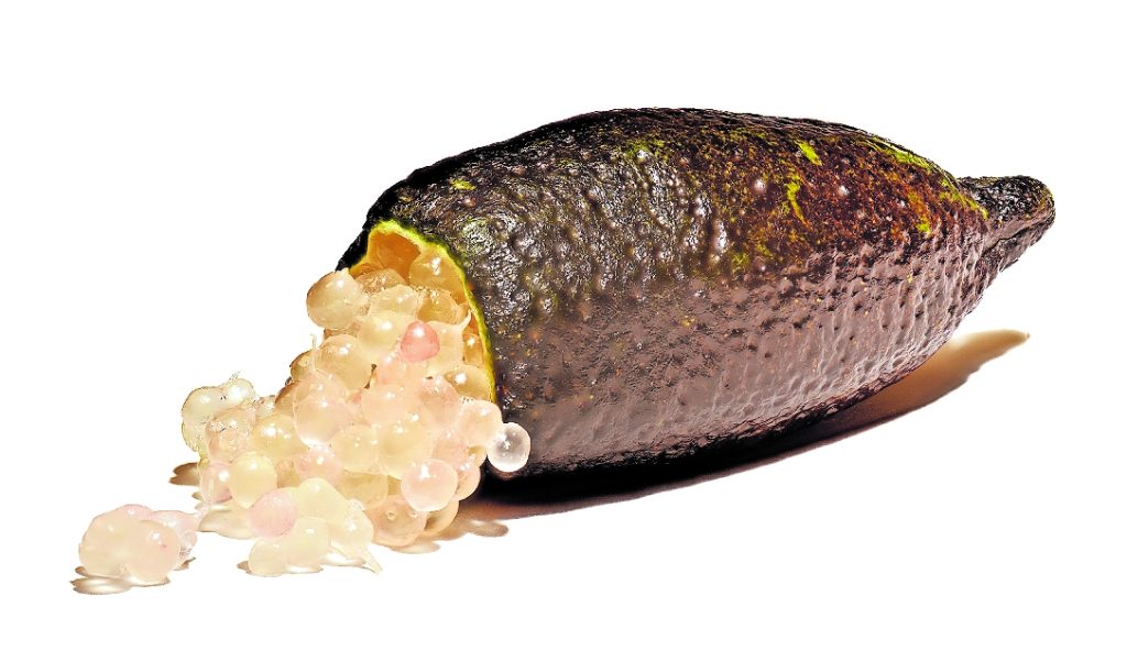 Citrus australasica, il finger lime australiano o caviar lime (Amada44)