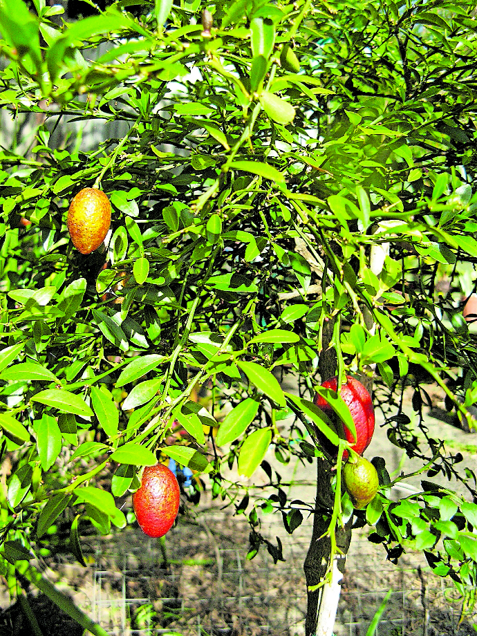 Esemplare di Citrus Australasica, varietà sanguinea (cskk)
