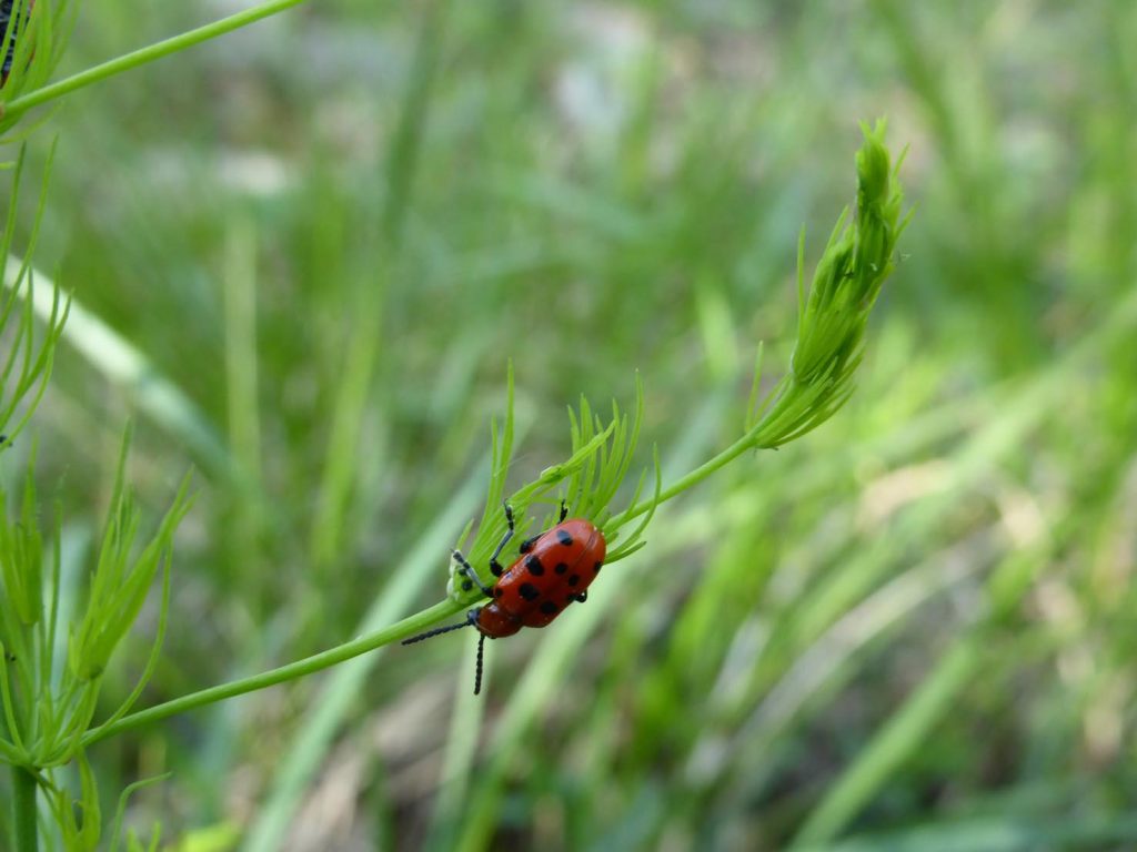 Un coleottero in equilibrio su un delicato stelo di asparago selvatico (Asparagus tenuifolius Lam.), presente in Svizzera solo in Ticino, iscritto come «vulnerabile» nella Lista Rossa delle piante vascolari svizzere e non comune «parente selvatico», registrato nell'inventario delle specie svizzere di CWR prioritarie (Marco Martucci)