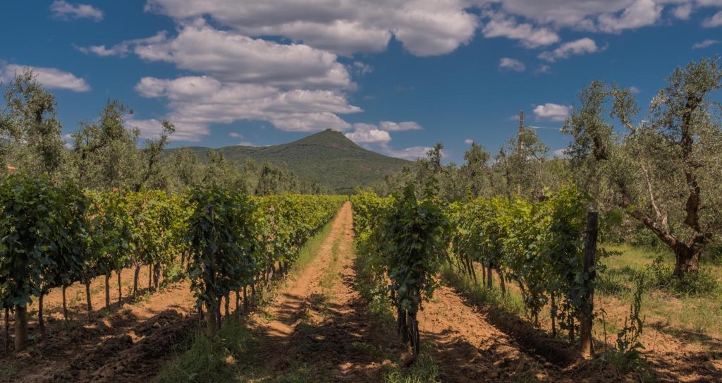 Un vigneto nella campagna di Bolgheri (David Lienhard)