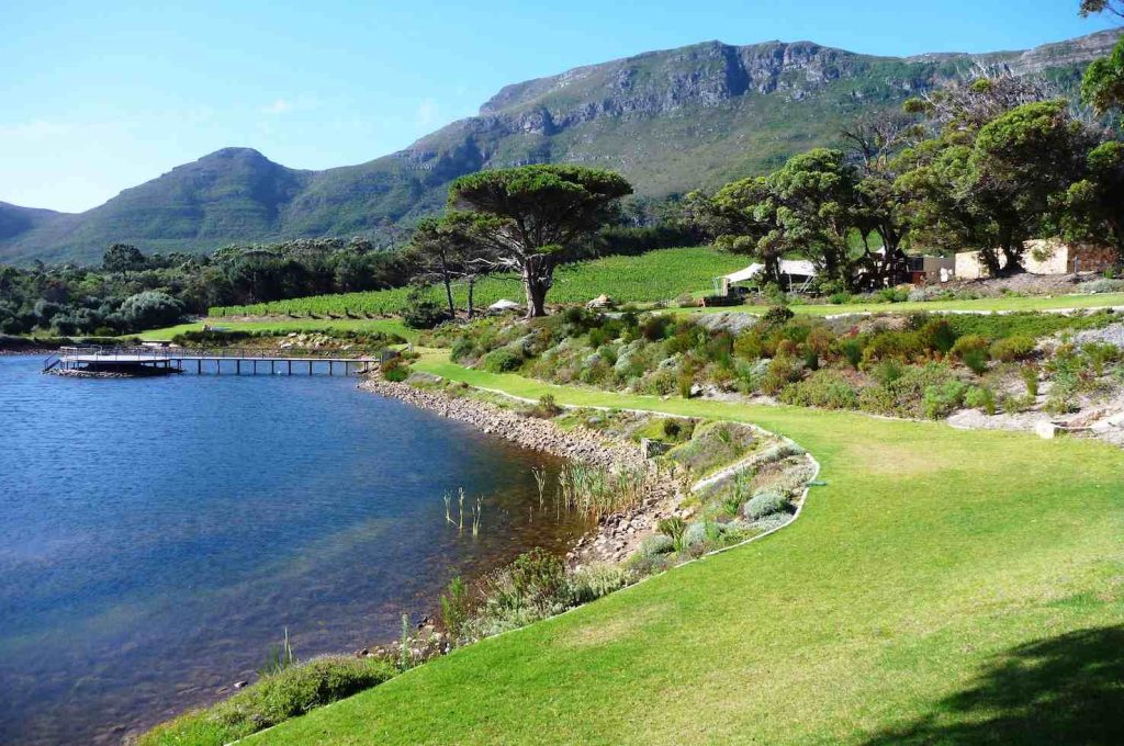 Vigneti a Cape Point (South Africa)