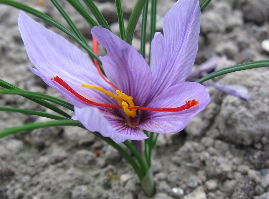 Ci raccomandiamo di non raccogliere fiori somiglianti, magari già presenti nel giardino perché potrebbero essere anche velenosi (Liné1)