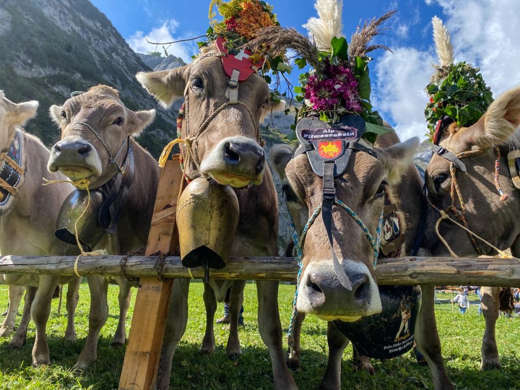 Mucche in attesa di campanacci «della festa» e fasce in cuoio ricamate.