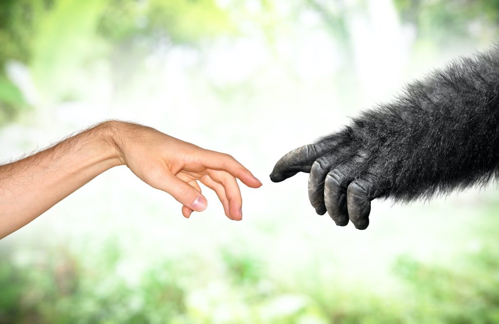 Per Michael Tomasello la svolta cooperativa ha caratterizzato gli ominidi di 400’000 anni fa (Shutterstock)