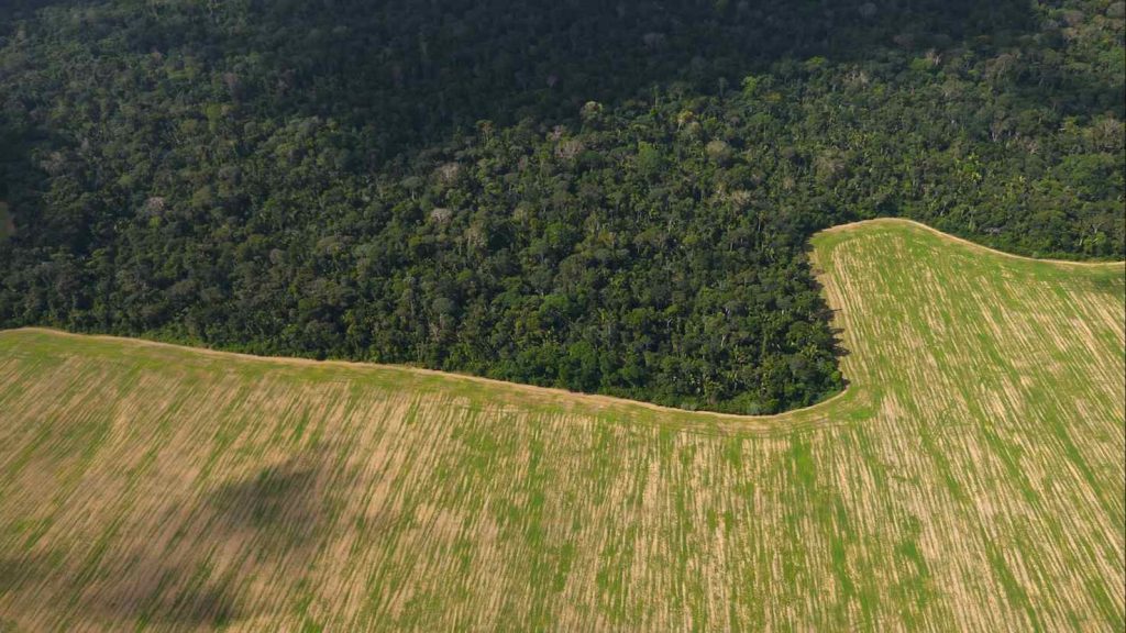 Amazzonia, deforestazione (Flying Rivers Amazonia)