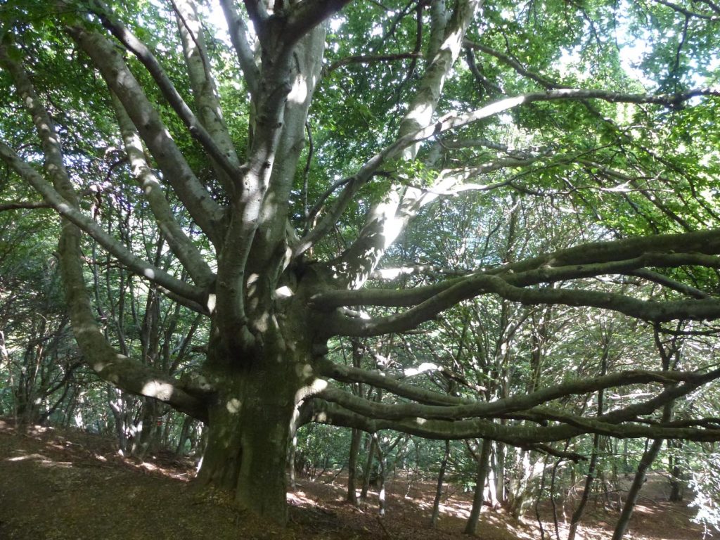 Maestoso antico faggio al Monte Boglia, un tempo forse solitario, ora circondato dal bosco (Marco Martucci)