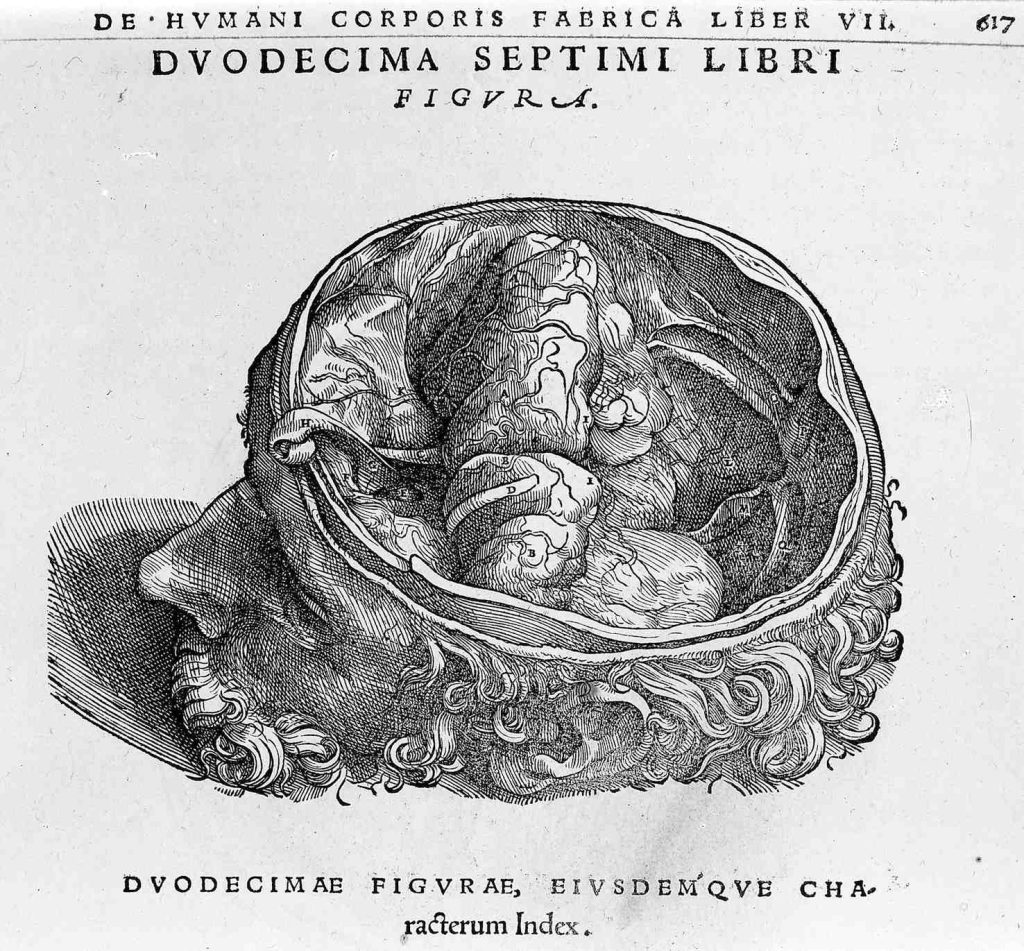 Disegno di un cervello, di Andrea Vesali, tratto da "De humani corporis fabrica libri septem"