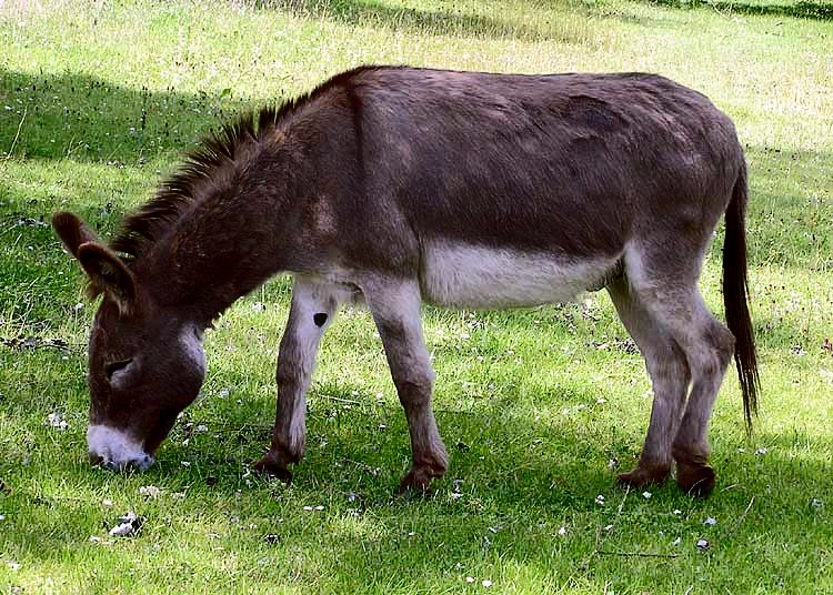Un animale che ha sempre ingiustamente goduto di scarsa considerazione (Wikipedia)