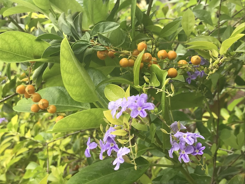 Fiori di una Duranta erecta con i frutti (Dijaxavier)