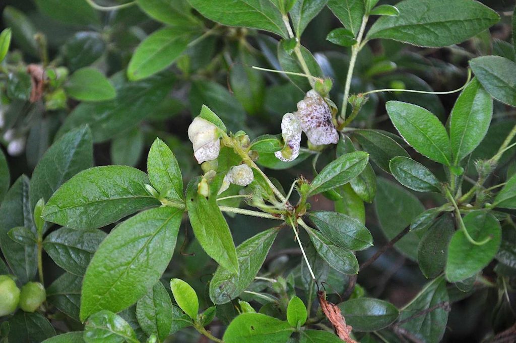 Exobasidium japonicum (Ludwig Beenken, WSL)