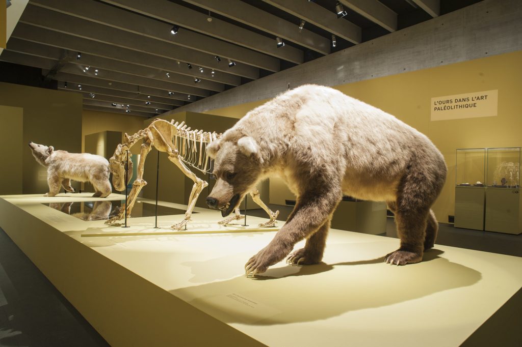Una mostra temporanea sulla storia dell'orso sul nostro territorio